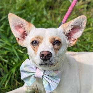 Clark Griswold the Chihuahua Mix at Big Dog Rescue Project