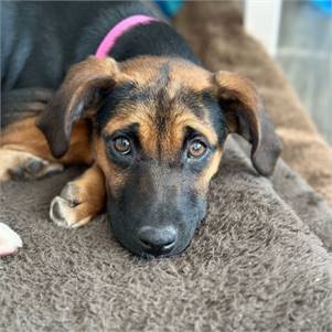 Lollie the German Shepherd Dog & Black and Tan Coonhound Mix at Real Dog Rescue
