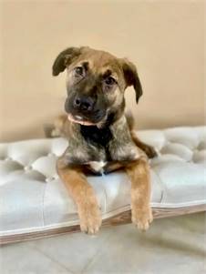 Onyx the Belgian Shepherd / Malinois Mix at Your New Best Friend Dog Rescue