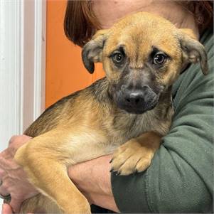 Tillie the Jack Russell Terrier & German Shepherd at One Step Closer Animal Rescue