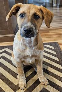 Sparkle - A Ray of Sunshine Cattle Dog Hound Mix at Wag on Inn Rescue 