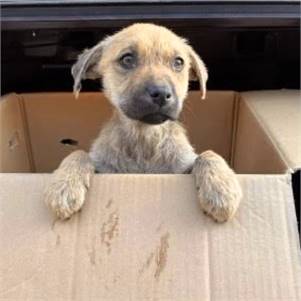 Rescue a puppy in need that was found in a box adoption organization 