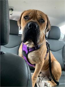 Garvey the  Boerboel & Mastiff Mix at Lonely Paws Adoption Network