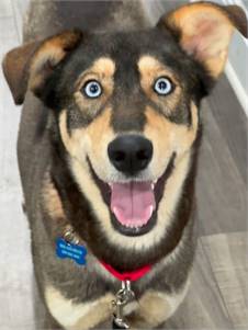 Sophie the Shepherd / Husky at Real Dog Rescue 