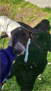 Bianca the Pointer at Puppy Love Pet Rescue