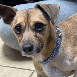 Jojo the Chihuahua & Dachshund Mix at One Step Closer Animal Rescue (O.S.C.A.R.)