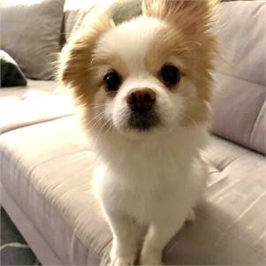 Gizmo the Pomeranian & Chihuahua at Rosemarie's Rescue Ranch 