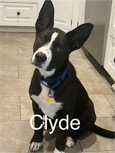 Clyde the Terrier Mix at Puppy Love Pet Rescue