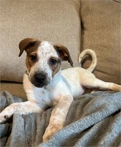 Jess the Australian Cattle Dog /Blue Heeler Mix at All 4 the Dogs Rescue 