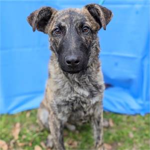 Chip the Dutch Shepherd & Chihuahua Mix at Big Dog Rescue Project 