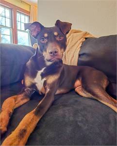 Luckie the Doberman Mix at Pawsitively Furever Dog Rescue 