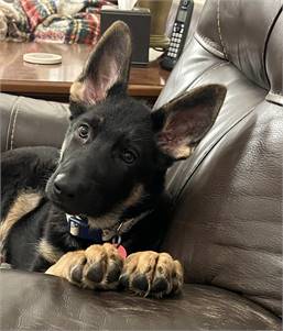 Sonia the German Shepherd at Puppy Love Rescue 