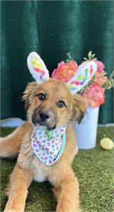 Buttercup the Australian Shepherd Mix at Big Dog Rescue Project