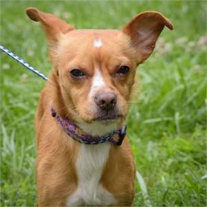 Prince Harry the Chihuahua Mix at Animal Alliance of NJ 