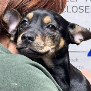 Millie - Jack Russell Terrier German Shepherd Mix at One Step Closer Animal Rescue