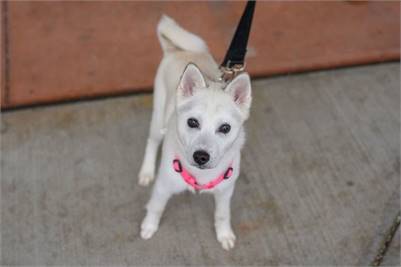 Nadzia the Siberian Husky & American Eskimo Dog Mix at Pet Rescue of Mercer