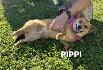 Pippi the Chihuahua & Terrier Mix at Wag on Inn Rescue