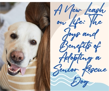 A New Leash on Life: The Joys and Benefits of Adopting a Senior Rescue Dog