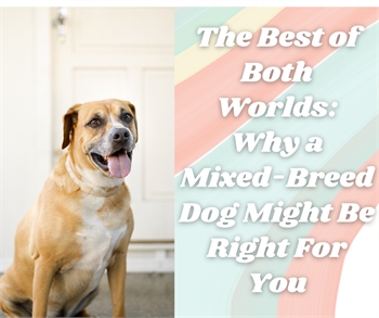 The Best of Both Worlds: Why a Mixed-Breed Dog May Be Right for You