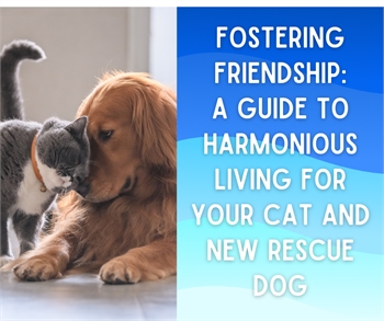 Fostering Friendship: A Guide to Harmonious Living for Your Cat and New Rescue Dog