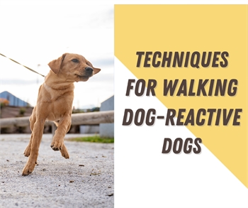 Techniques for Walking Dog-Reactive Dogs