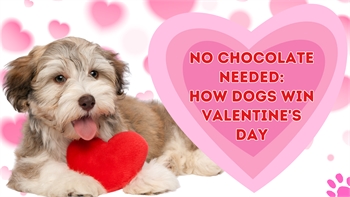 No Chocolate Needed: How Dogs Win Valentine's Day