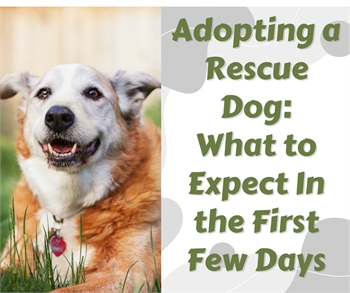 Adopting a Rescue Dog: What to Expect in the First Few Days