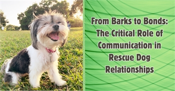 From Bark to Bonds: The Critical Role of Communication in Rescue Dog Relationships
