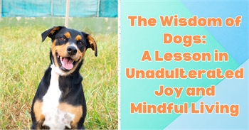 The Wisdom of Dogs: A Lesson in Unadulterated Joy and Mindful Living
